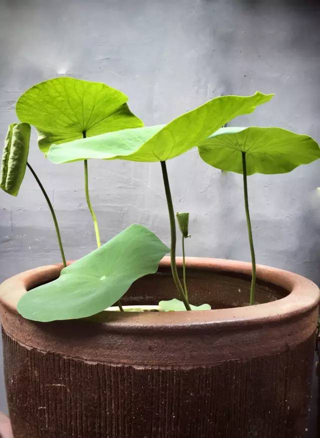 梦想改造家小户型,农村庭院改造效果图大全