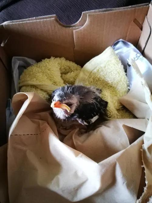 小鸟受伤怎么救治,小鸟受伤了怎么给自己治病