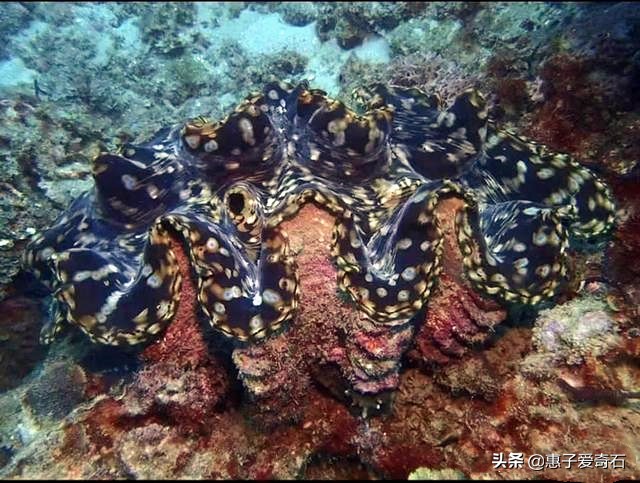 台湾稀世珍宝排名,台湾奇石精品图片