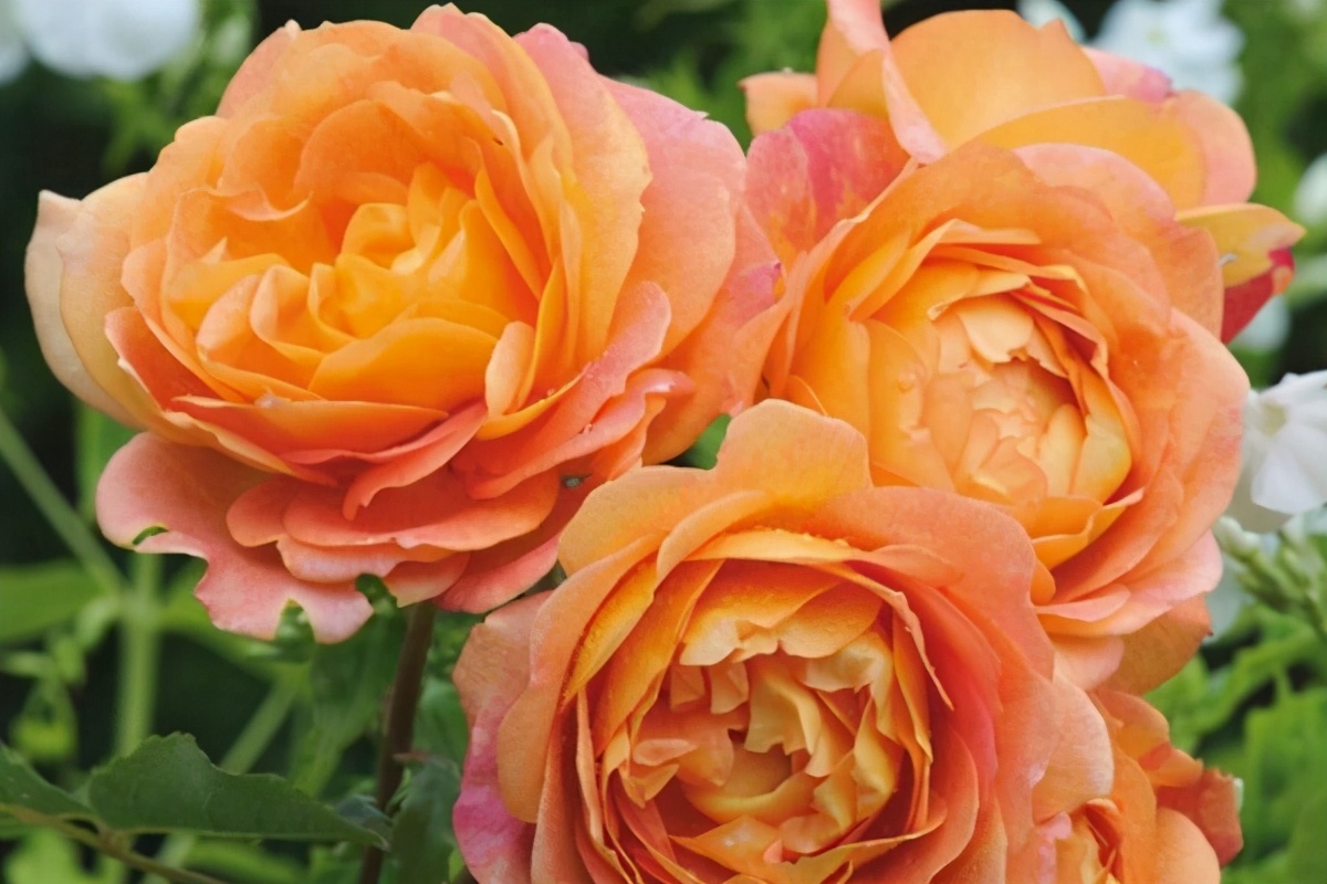 封闭阳台养哪些藤本月季,可以牵引做拱门的月季有哪些品种