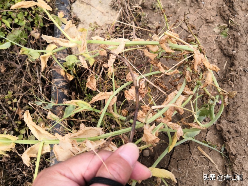 酢浆草叶子枯萎怎么办,豌豆苗蔫儿了如何抢救