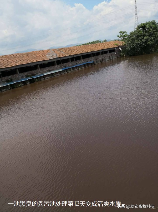 养殖场粪水应该如何处理,养殖场废水无害化处理方法