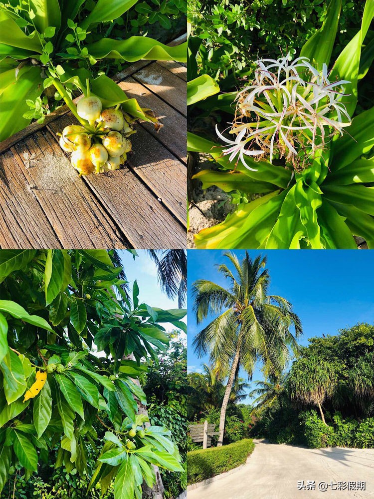 马尔代夫一家人旅行攻略,马尔代夫旅游一家四口跟团