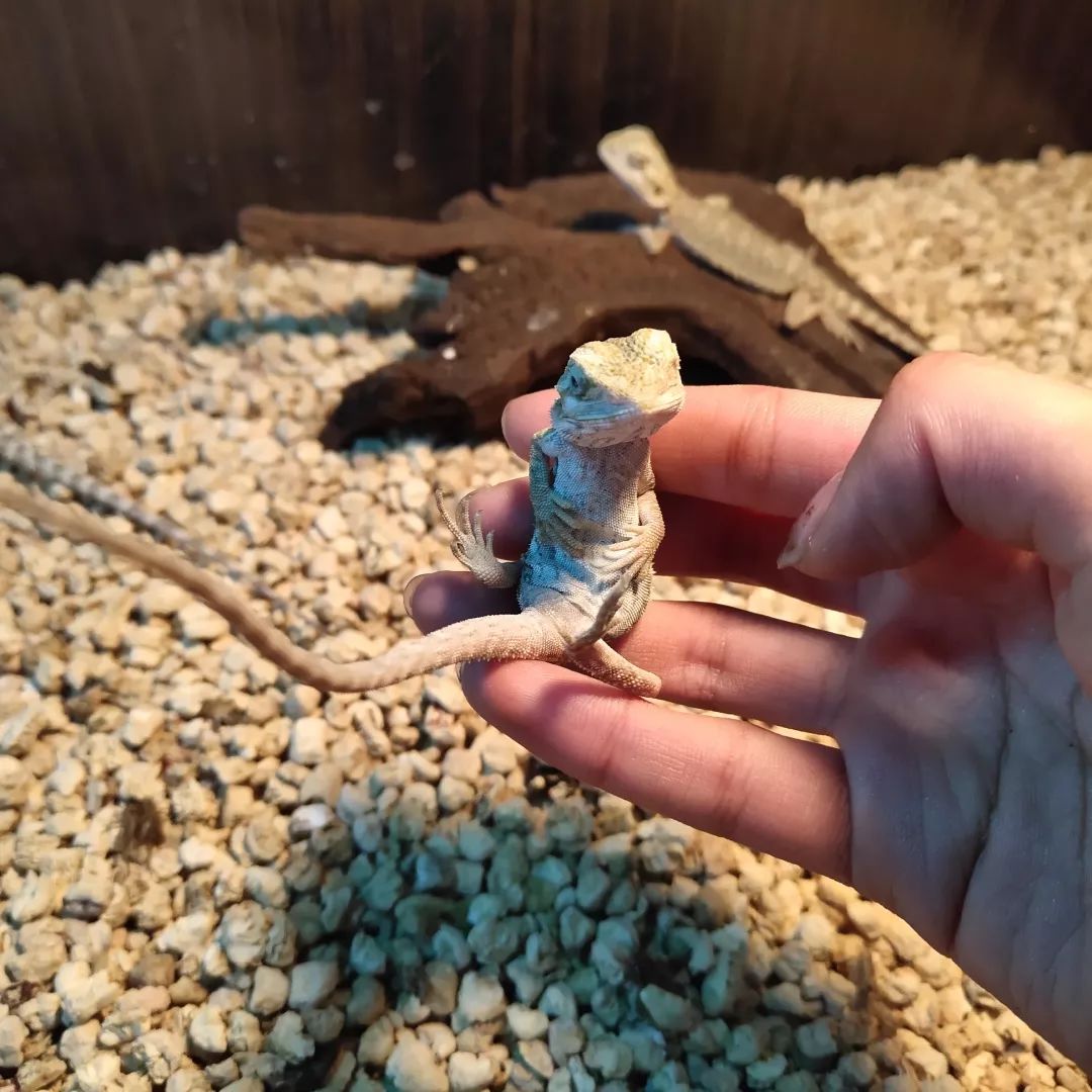 一只鸭子一万五元,一只鸭子一万多