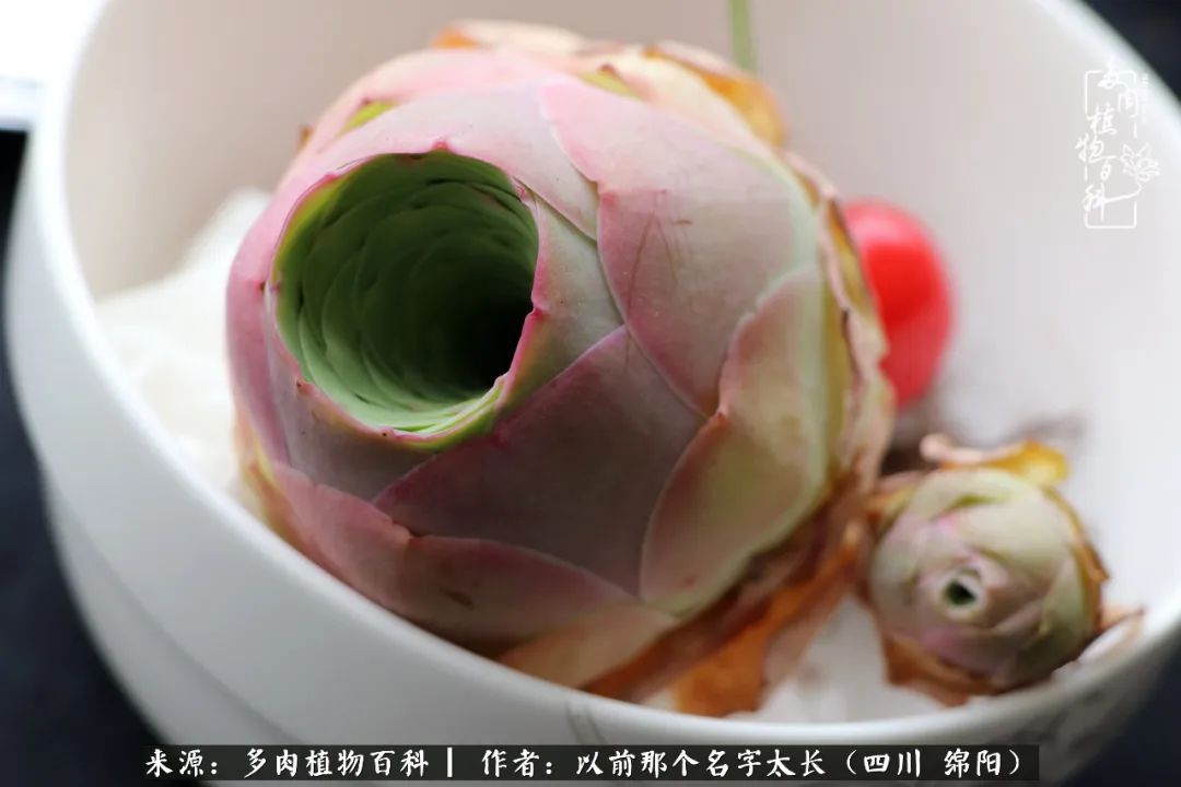 山地玫瑰夏天,山地玫瑰花怎么玩