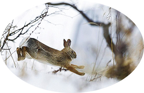 为什么有人说兔子不能喝水,兔子喝水吗需要给兔子喂水吗