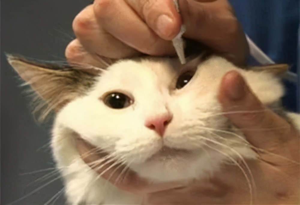 猫咪绝育后还能配猫吗,猫咪绝育冷知识