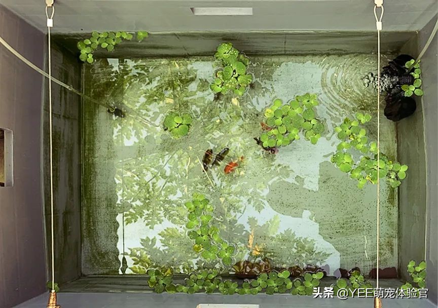 金鱼为什么越养越少,养金鱼的10大忠告