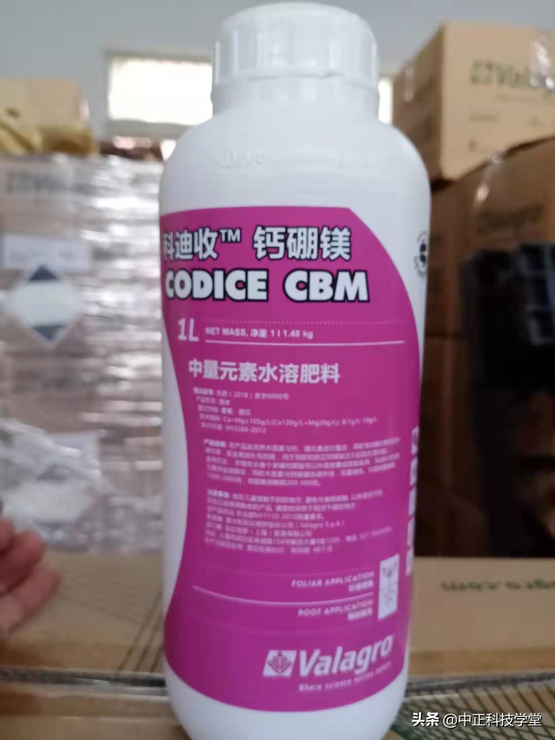 棉花缺肥的各种症状,棉花枯黄萎病怎么发生的