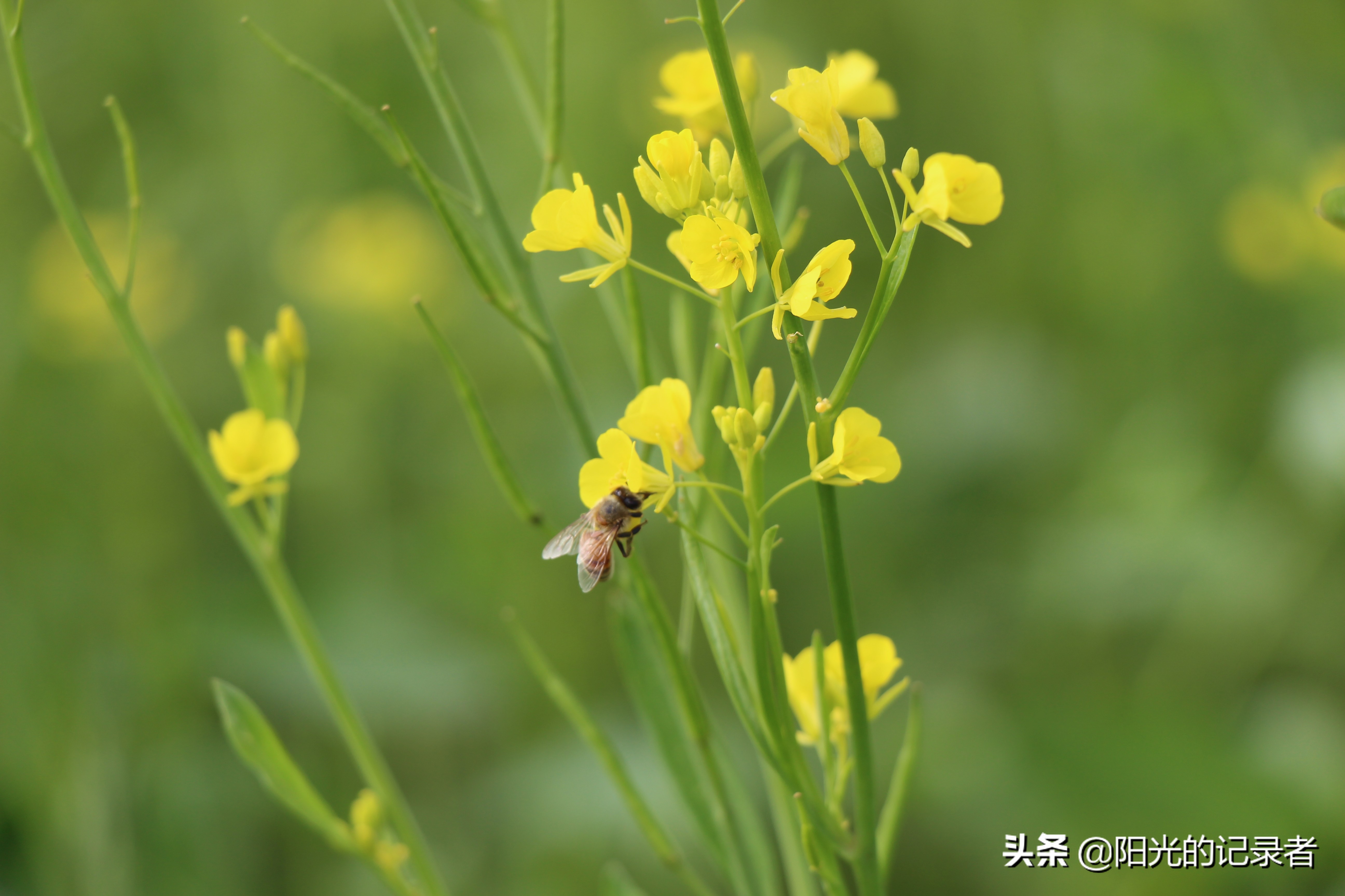 丰宁坝上草原哪几个免费景点必去,丰宁坝上景点冬天推荐
