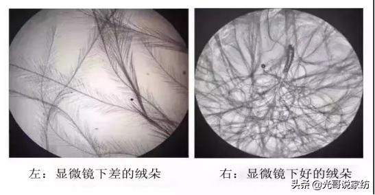 番鸭为什么这么厉害,番鸭绒是什么绒