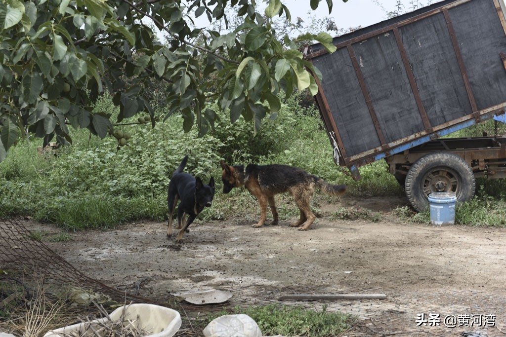 山西农民,村外养羊,东德西德牧羊犬放羊,年卖10多万元