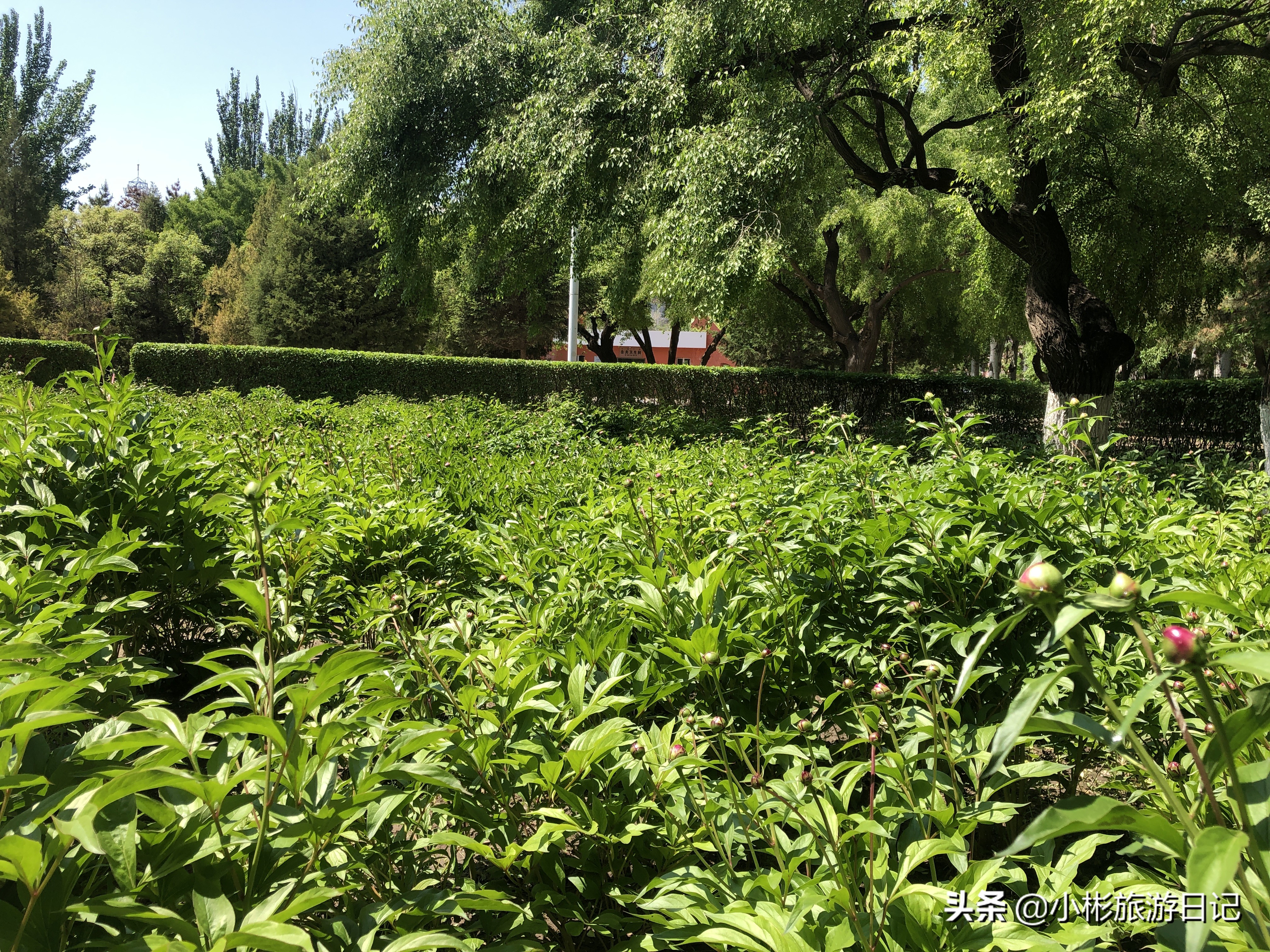 通辽休闲广场,通辽人民公园娱乐场所