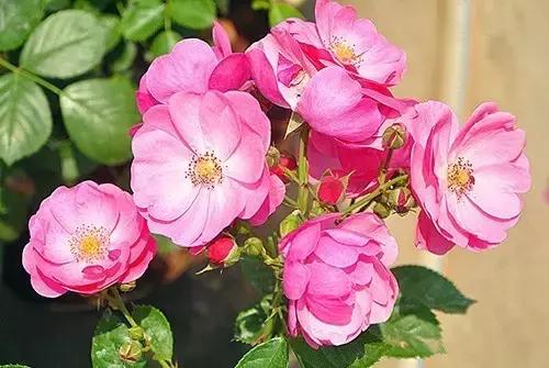 最漂亮10种微型月季,新手必入这8种月季漂亮好养