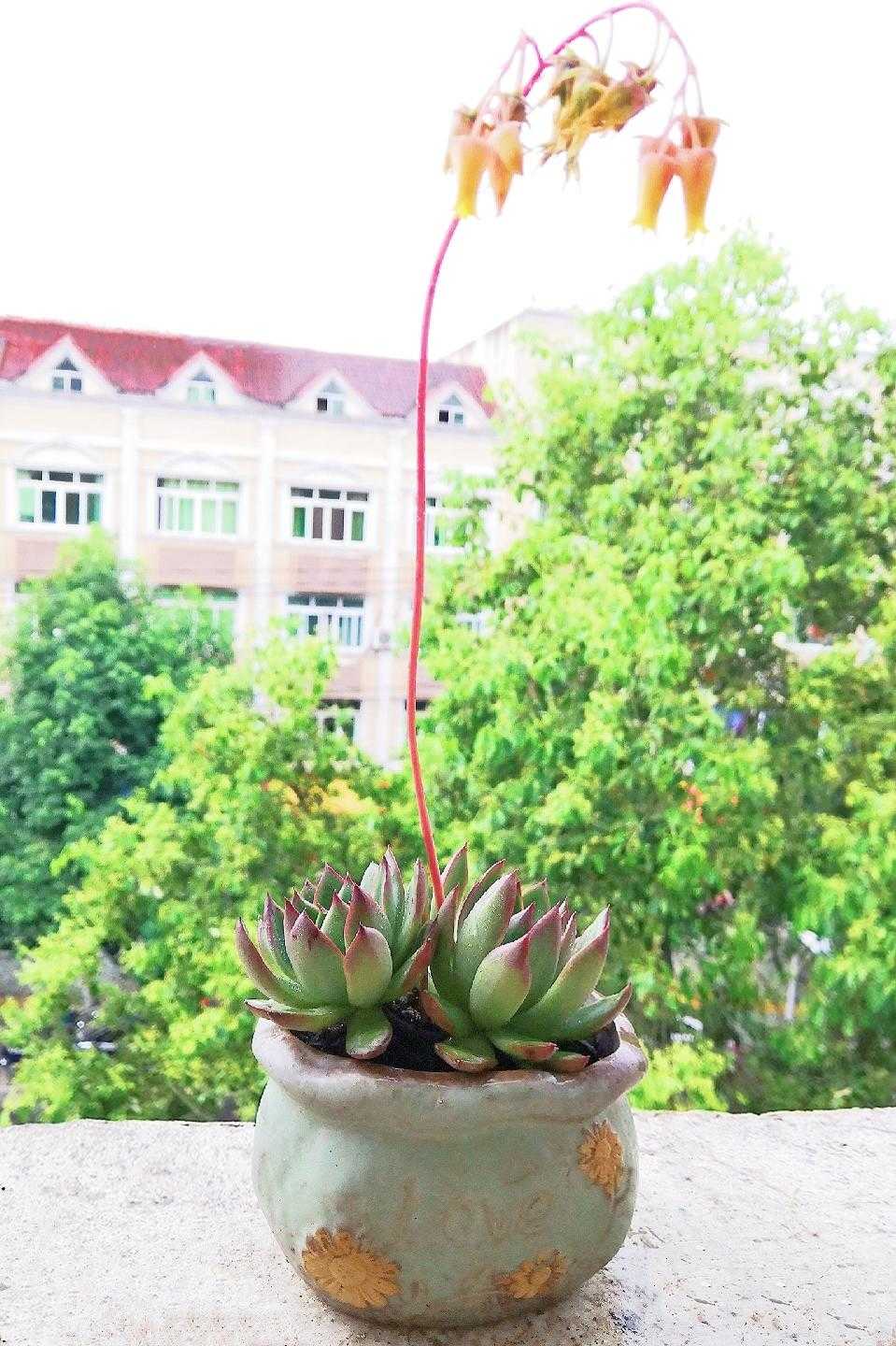 有一种花叫多肉,多肉花开视频大全