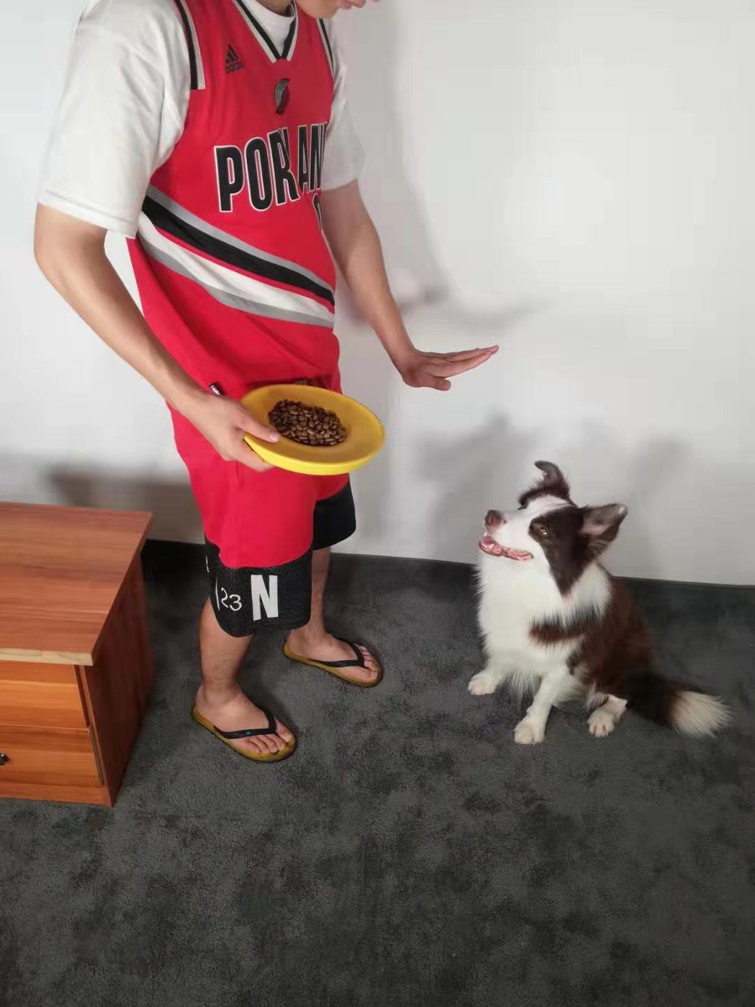 怎么正确喂狗狗零食,怎么喂狗狗吃饭