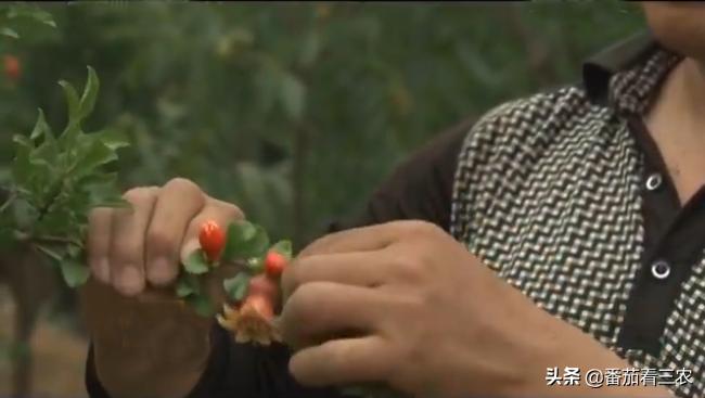 石榴防开裂套袋,石榴疏果技术