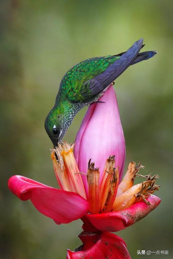 芭蕉叶画法教程,国画芭蕉画法视频