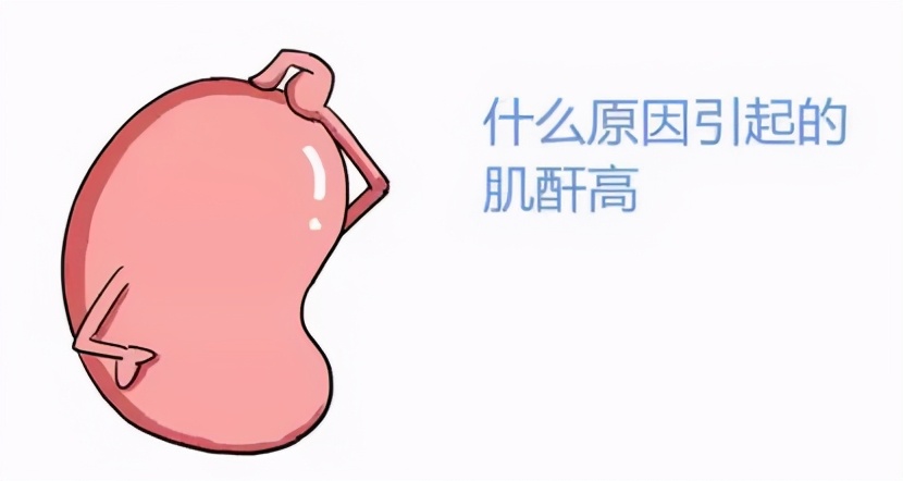 掌健识健康百科,肾脏肌酐指数