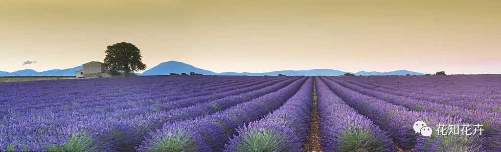 薰衣草真假精油的鉴别方法,熏衣草干花真假辨别