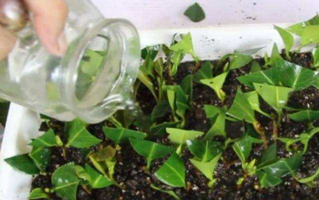 浇花放这二种小药片,浇花加点小药片