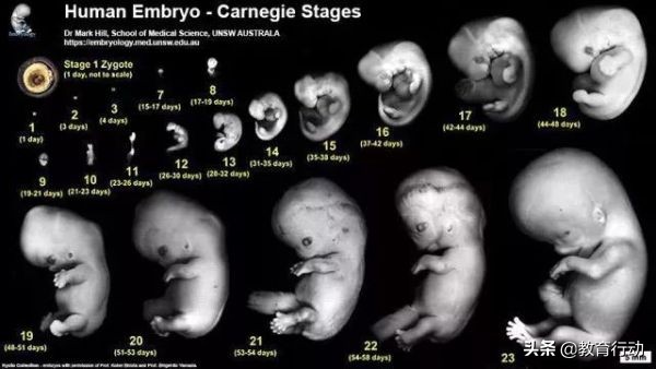 人为什么有5根手指,人类为什么有6根手指