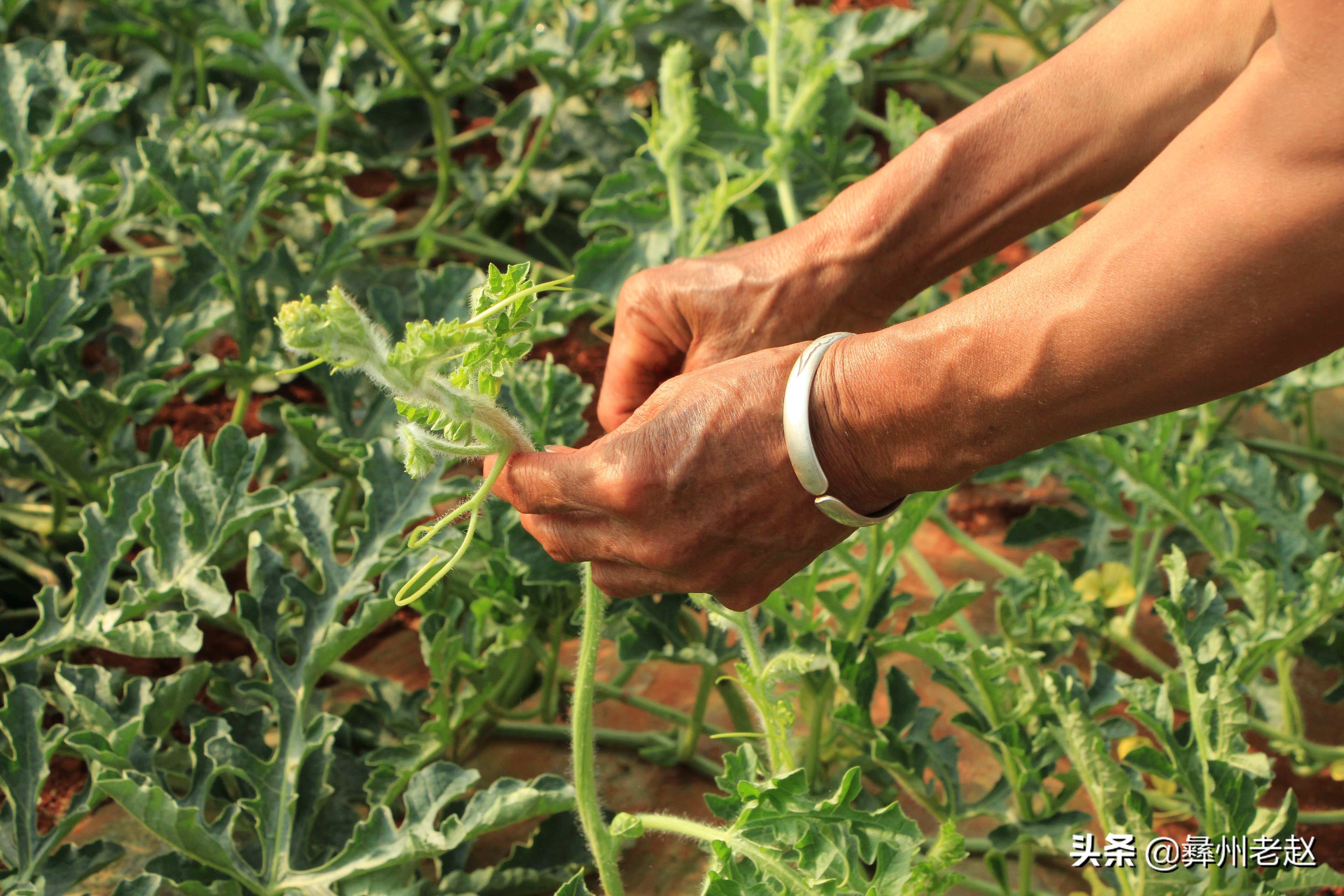 西瓜刚坐果的时候怎么管理,西瓜在膨果期需要什么肥料