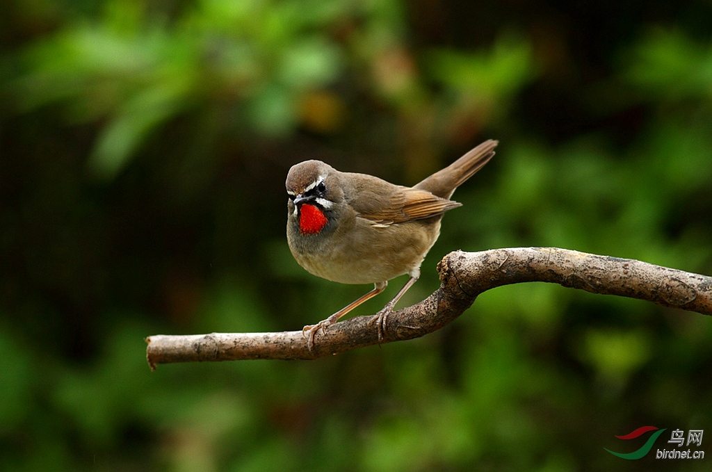 红点颏的饲养换毛技巧,红点颏的饲养方法
