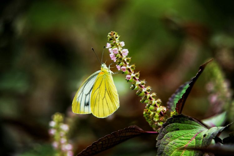 原创蝴蝶恋花,蝶恋花蝴蝶原唱