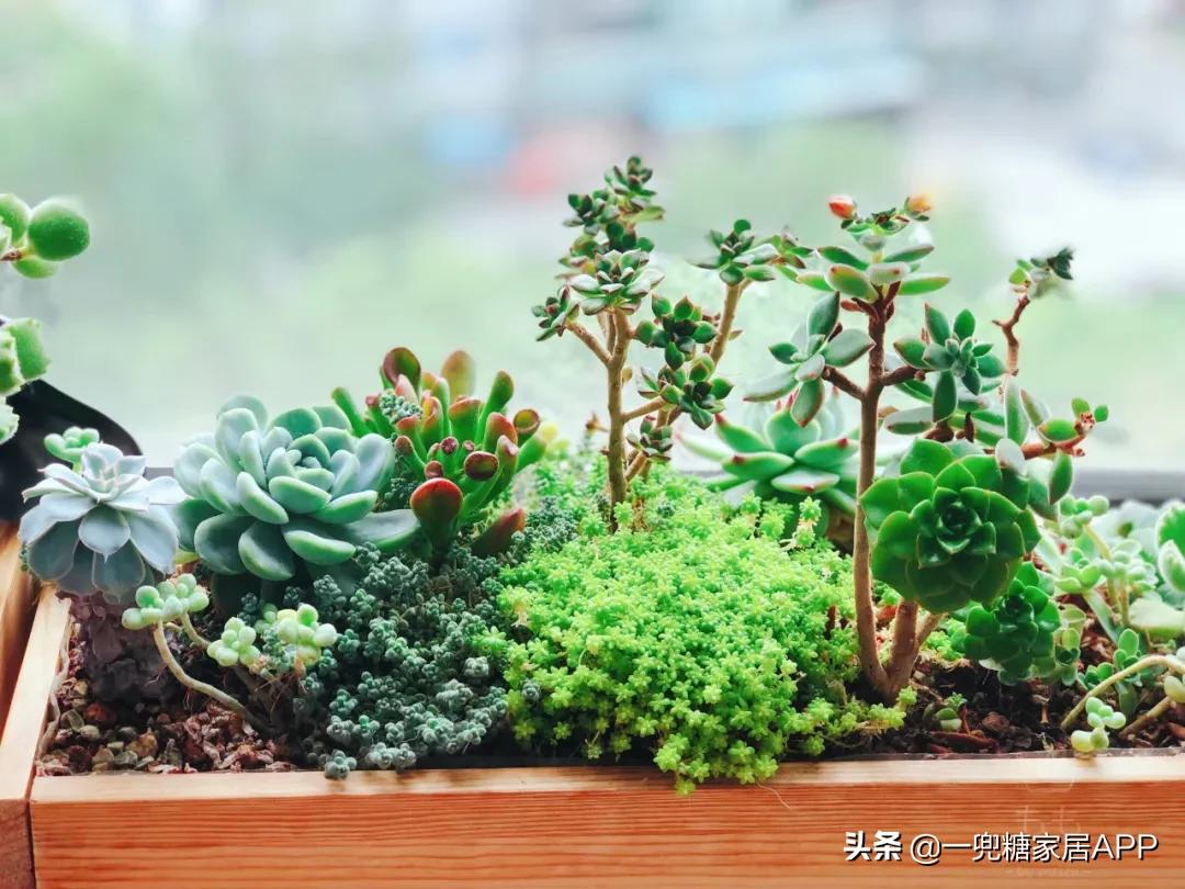 搴熸枡鍙互鍙樺簾涓哄疂,搴熸枡鑳藉仛鍑烘潵濂戒笢瑗垮悧