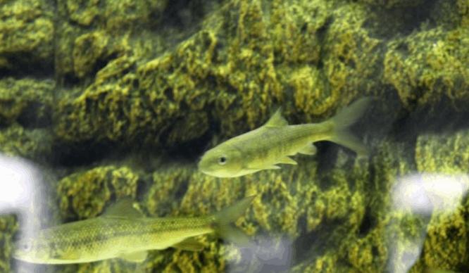 3年长10厘米，误以为是小杂鱼，殊不知一条上千元，还很难买到