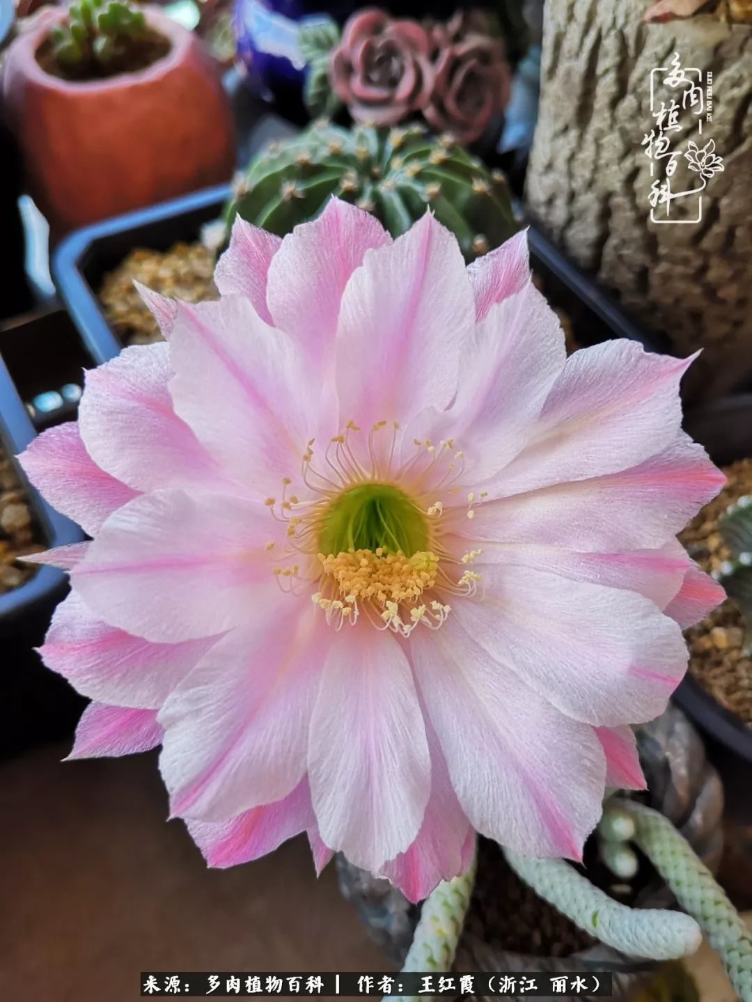 仙人球春天露养条件,仙人球露养条件