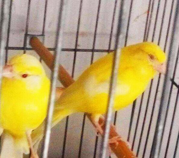 金丝雀羽毛品种,金丝雀可以笼养繁殖吗