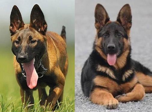 马犬与德牧哪个好饲养,马犬和德牧哪个更适合城市饲养