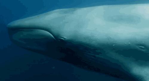 庄子对儒墨的批评,庄子对社会现实怎么样批判