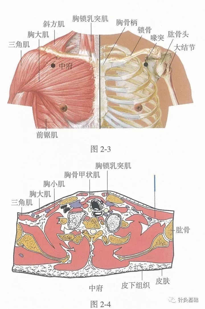 脏腑的募穴的作用是什么,募穴是离脏腑最近的穴位