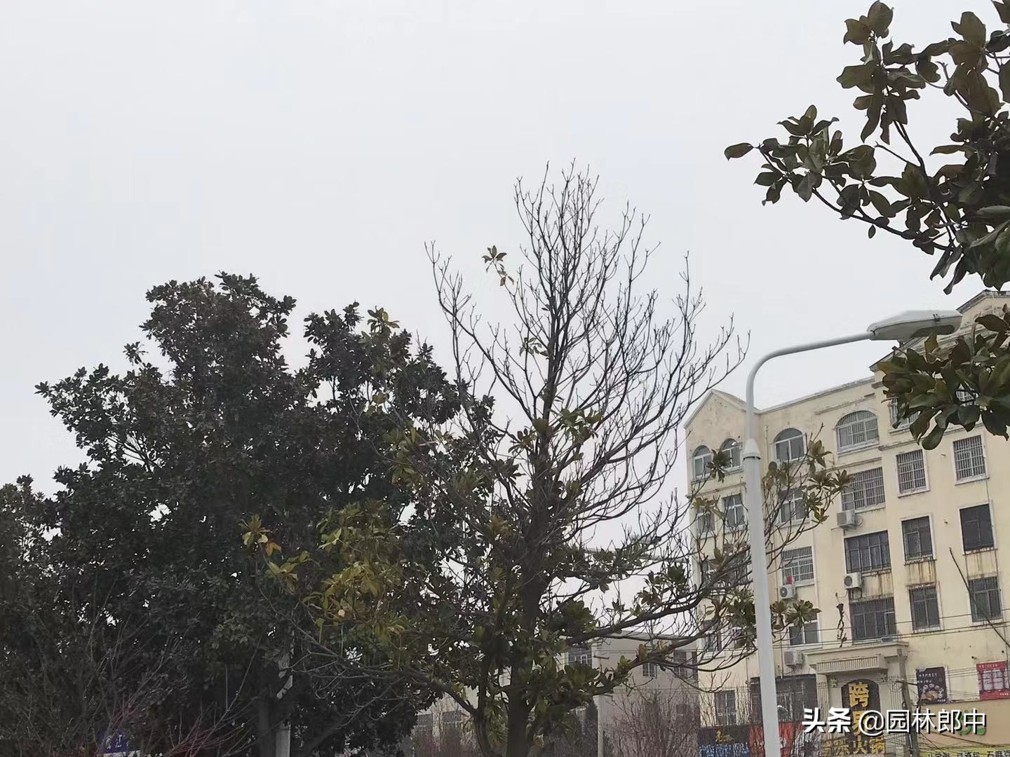 广玉兰树皮发黑怎么治疗,广玉兰树干黑斑点怎么治