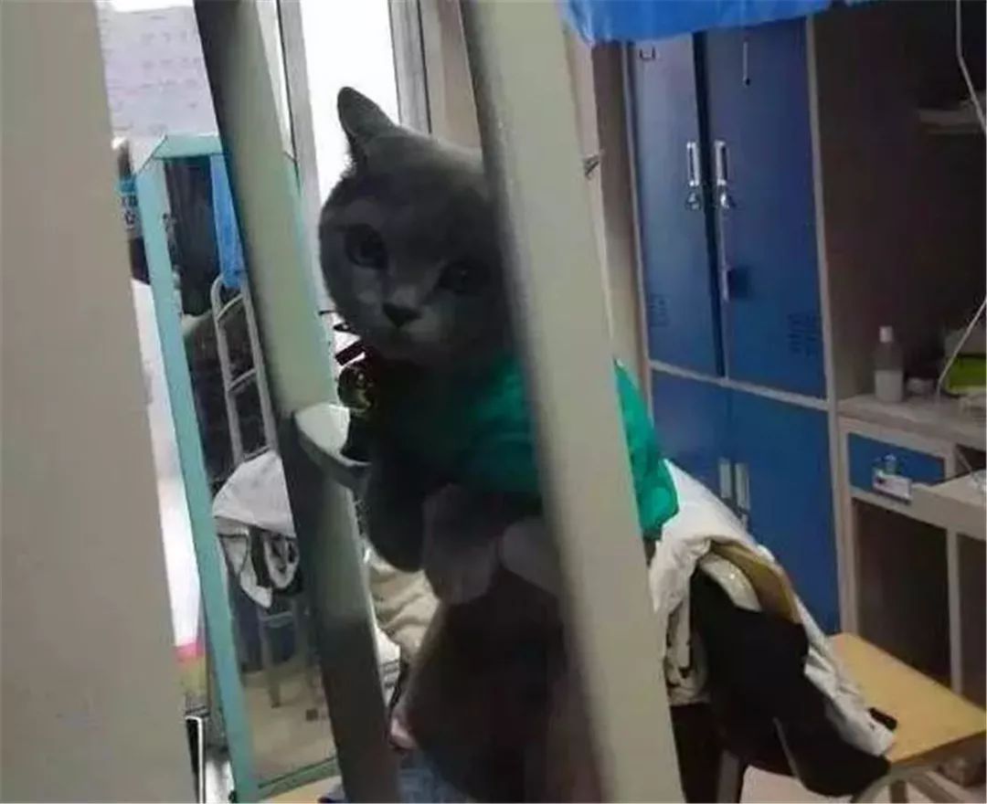 宿管查宿舍猫咪藏哪,宿管阿姨查寝看见猫咪