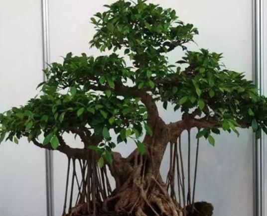 榕树黄叶怎么修剪,榕树黄叶怎么办