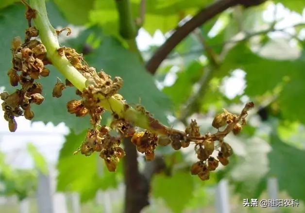 葡萄霜霉病流行的主要环境条件是,葡萄霜霉病最短间隔几天打一次药