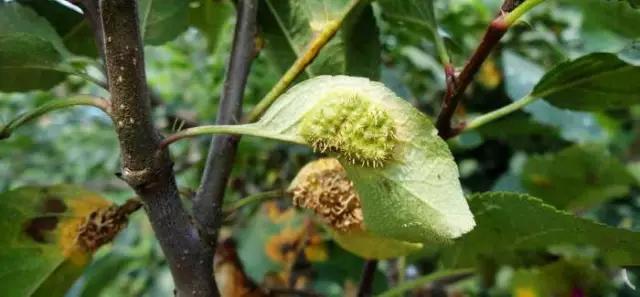 苹果的主要病虫害及如何防治,防治苹果病害的方法