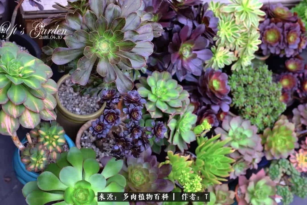 多肉还可以这样玩(上):八年养肉路剪影!