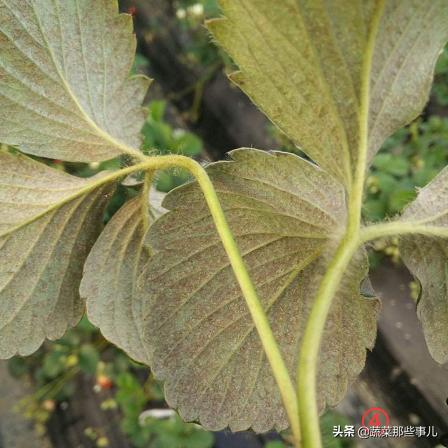 螨虫怎么解决,蔬菜螨虫防治用药