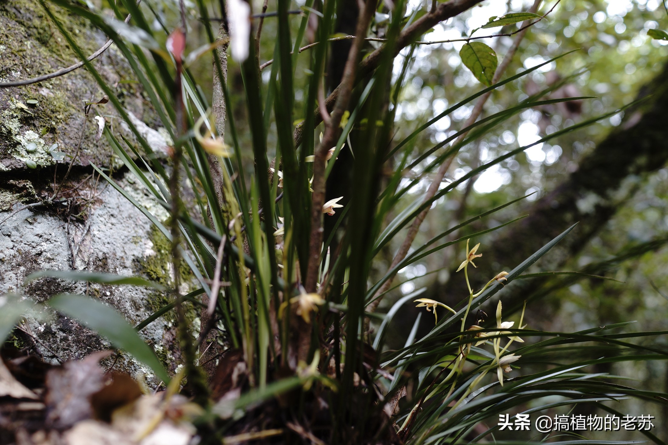 带你看兰花,带你看看蝴蝶兰