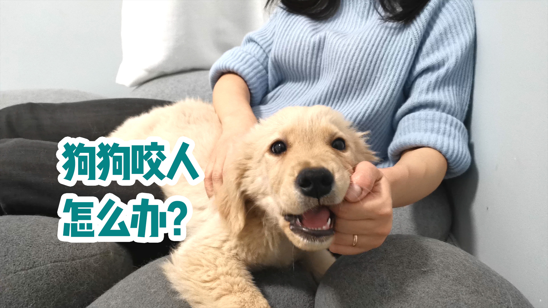 狗狗咬人怎么办,狗狗咬人怎么处理最好