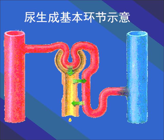 肾虚吃腰子能补肾吗,腰子和枸杞能补肾吗