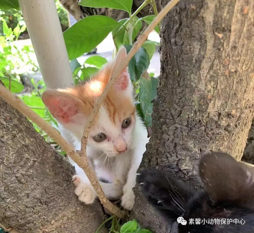 领养代替购买|2021年6月份福州线上宠物领养活动