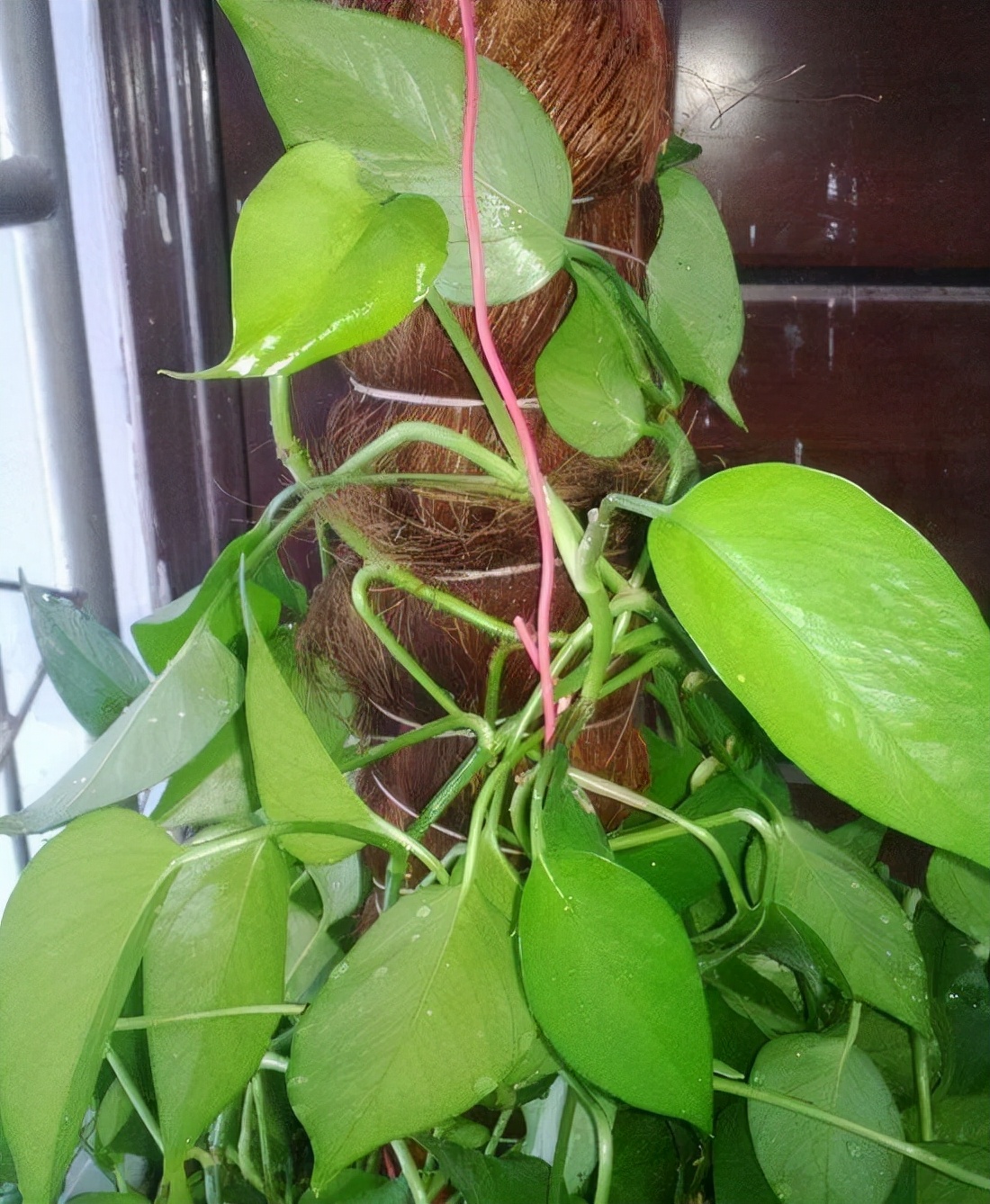 绿萝在家养叶片发黄还不长新叶片,绿萝叶片的正确使用方法