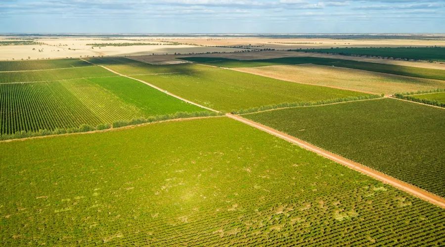 威龙有机葡萄酒,威龙葡萄酒的优点和缺点