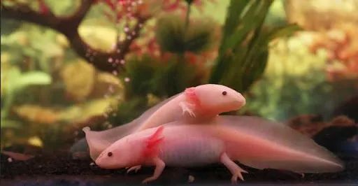 蚊香会杀死猫吗,蚊香会熏坏宠物吗